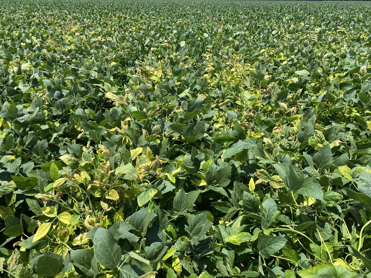 Eabfranc's tweet image. Soybean variety showing sensitivity to herbicide injury (S-metolachor + fomesafen mix followed by acetochlor) on young leaves. Interestingly, other varieties in a soybean variety trial within the same field doesn’t show the symptoms. @ACESedu @AuburnCSES