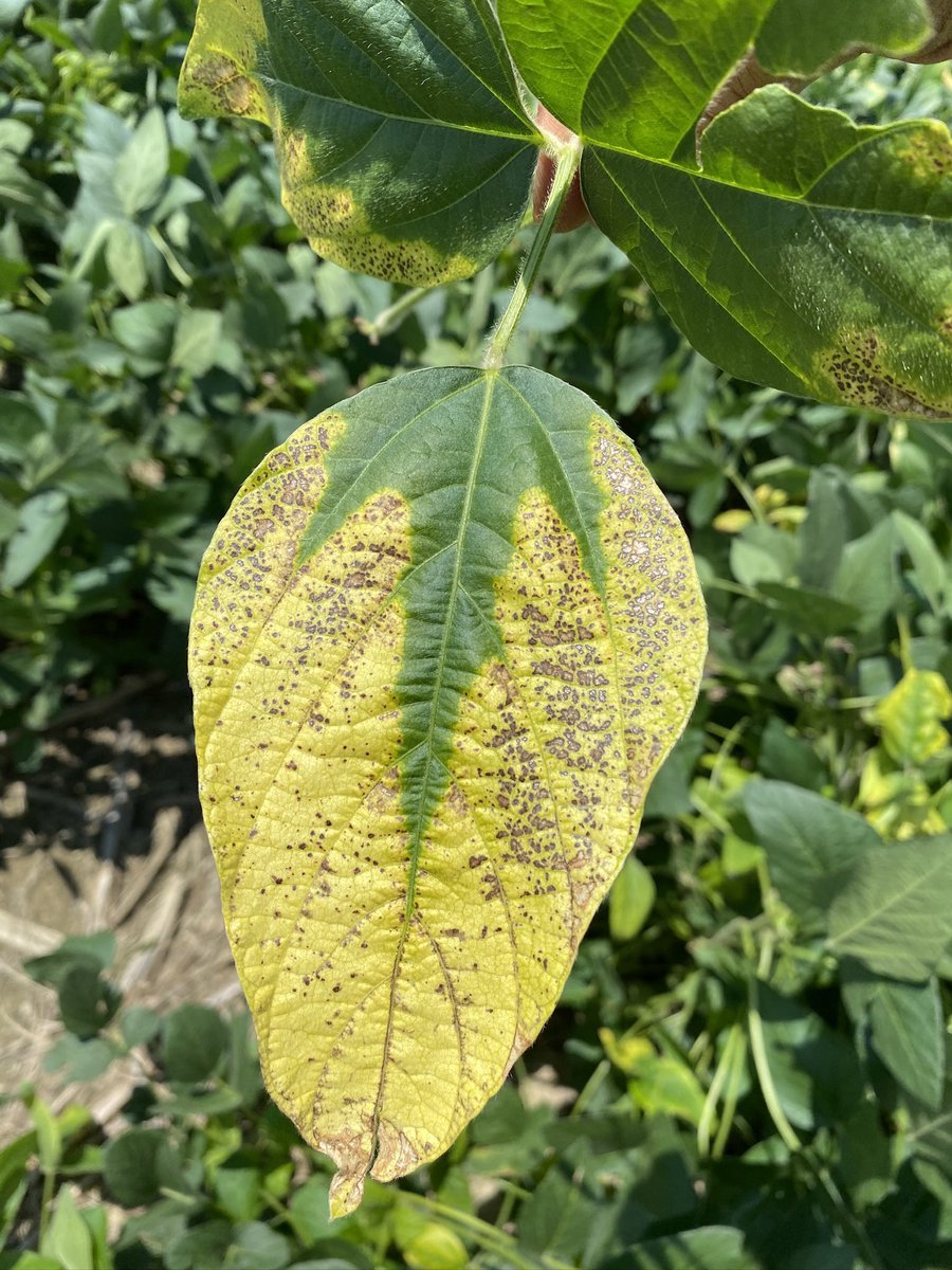 Eabfranc's tweet image. Soybean variety showing sensitivity to herbicide injury (S-metolachor + fomesafen mix followed by acetochlor) on young leaves. Interestingly, other varieties in a soybean variety trial within the same field doesn’t show the symptoms. @ACESedu @AuburnCSES