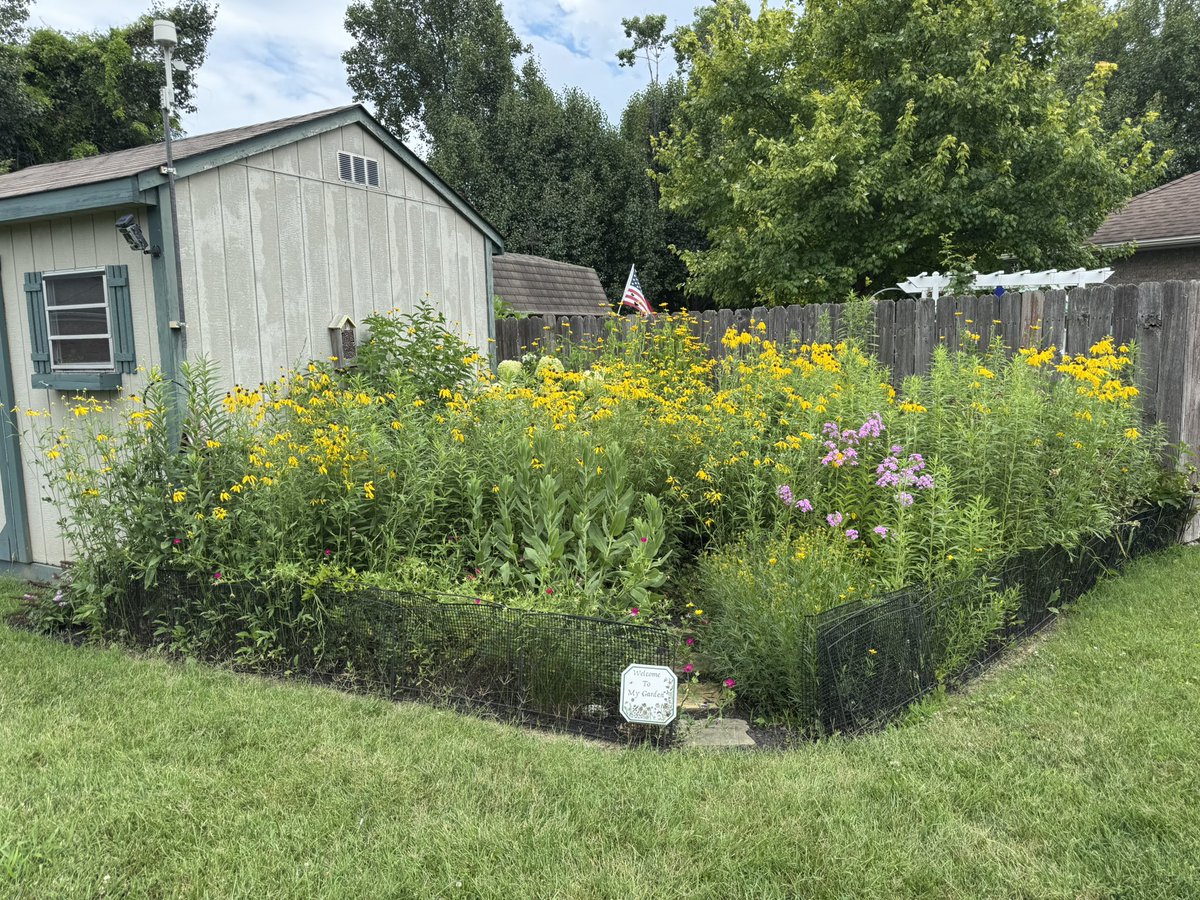 winelover64's tweet photo. My native plant garden is in full bloom. Grey-headed Coneflowers, Poppy Mallows, Fall Phlox, Prairie Coreopsis, and False Sunflowers.🌻 

#nativeplants #nativeflowers #plantnativeplants https://t.co/fJ7Kt9cePX