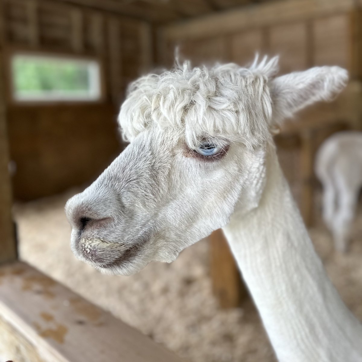 natemcgrady's tweet photo. this alpaca got a $80 haircut https://t.co/6deKcYzCvF