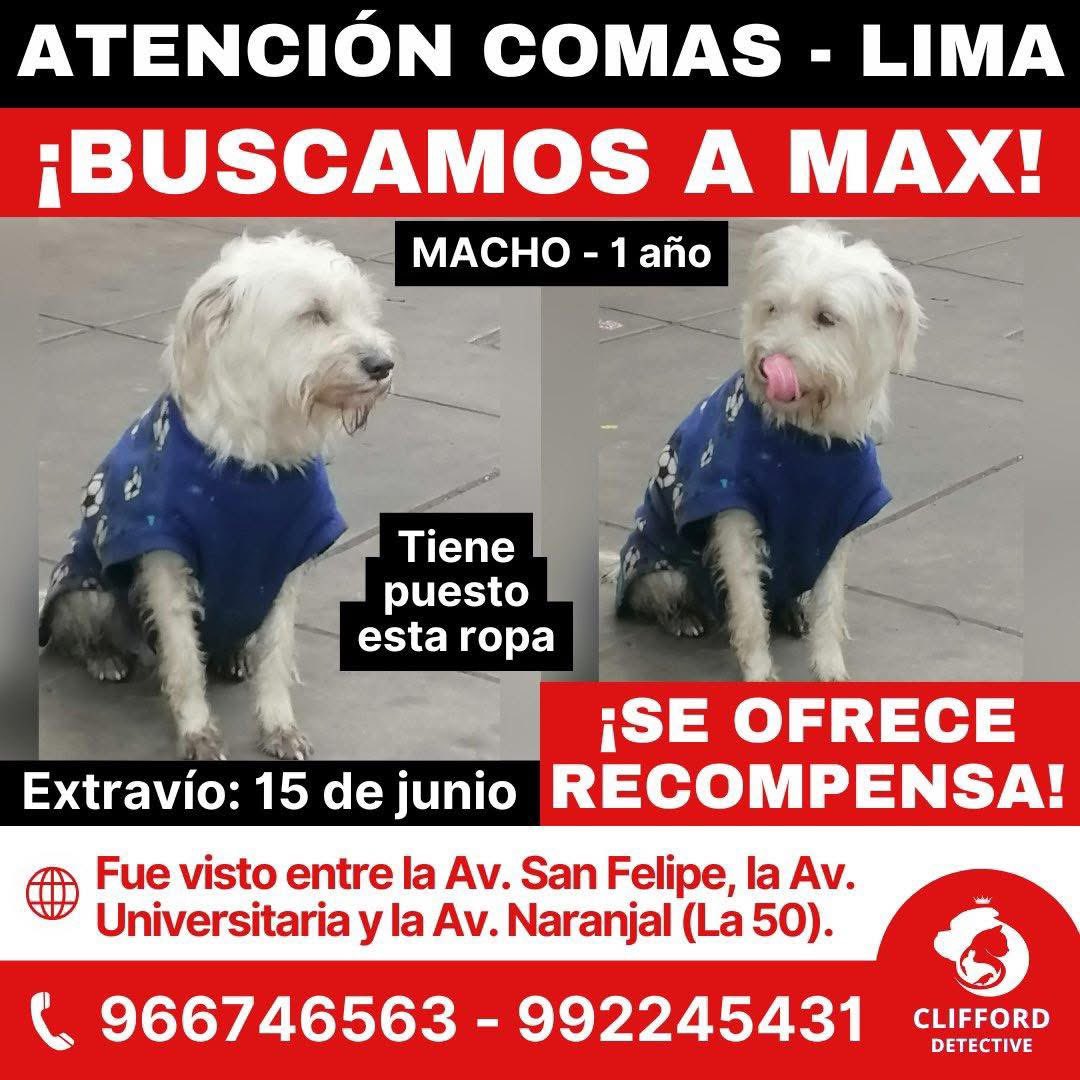 RoxxValiente's tweet photo. 🆘 Ayudemos a Max a volver a casa 🙏🏻
#BuscamosAMax
#MaxSePerdió

Max se perdió en Comas el día de Padre, 4 días después el 19 de Junio fue visto entre la Av. Universitaria, la Av. San Felipe y la Av. Naranjal más conocida como la 50 en Comas. 

El tenía puesto la ropita que ves en las imágenes, posiblemente aún la tenga puesta. 

La forma de reconocerlo es por medio de su nariz, el tiene una parte despintada en casi al medio de su nariz y tiene las pestañas largas. 

Ahora Max puede seguir en Comas o en cualquier distrito aledaño.
Si lo ves, retenlo por favor y comunícate inmediatamente al: 📱992245431

#Comparte ♻️
#Difunde 🙏🏻 
Rt xfa. @danegamez @lapetiisaa @Paola310 @NaresckaCulqui @ojoenlagente @ticnt_ @karivit @susanaabad @cesarponcec @Carohache13 @pacofloresc @vanessasaba75 @TatianaAstengoB @anajarav @nadiapc
