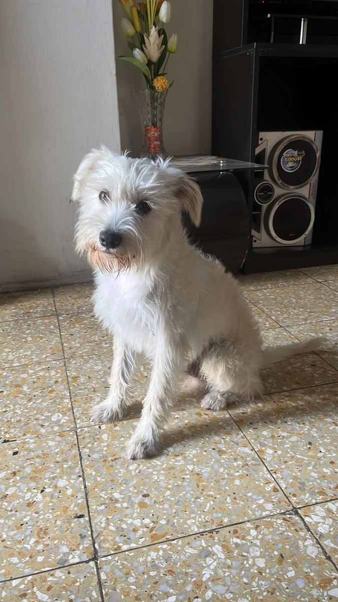RoxxValiente's tweet photo. 🆘 Ayudemos a Max a volver a casa 🙏🏻
#BuscamosAMax
#MaxSePerdió

Max se perdió en Comas el día de Padre, 4 días después el 19 de Junio fue visto entre la Av. Universitaria, la Av. San Felipe y la Av. Naranjal más conocida como la 50 en Comas. 

El tenía puesto la ropita que ves en las imágenes, posiblemente aún la tenga puesta. 

La forma de reconocerlo es por medio de su nariz, el tiene una parte despintada en casi al medio de su nariz y tiene las pestañas largas. 

Ahora Max puede seguir en Comas o en cualquier distrito aledaño.
Si lo ves, retenlo por favor y comunícate inmediatamente al: 📱992245431

#Comparte ♻️
#Difunde 🙏🏻 
Rt xfa. @danegamez @lapetiisaa @Paola310 @NaresckaCulqui @ojoenlagente @ticnt_ @karivit @susanaabad @cesarponcec @Carohache13 @pacofloresc @vanessasaba75 @TatianaAstengoB @anajarav @nadiapc