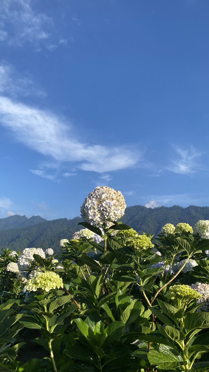 saltedboba_'s tweet photo. Today I walked around Hydrangea garden✨ https://t.co/KdVsLBClKf