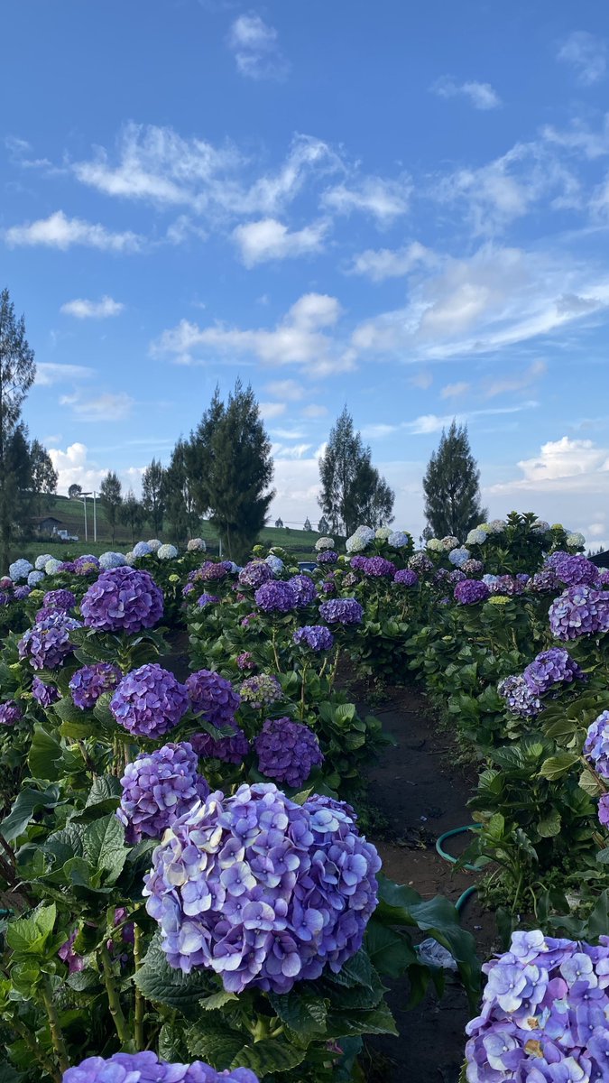 saltedboba_'s tweet photo. Today I walked around Hydrangea garden✨ https://t.co/KdVsLBClKf