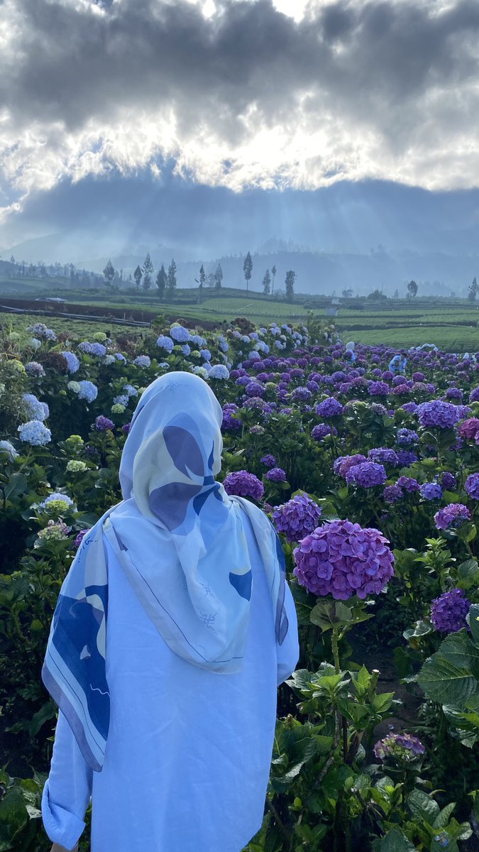 saltedboba_'s tweet photo. Today I walked around Hydrangea garden✨ https://t.co/KdVsLBClKf