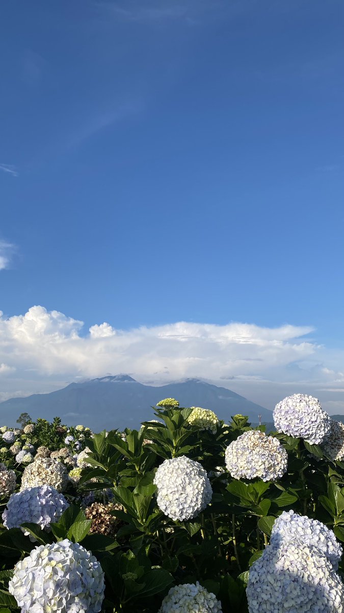 saltedboba_'s tweet photo. Today I walked around Hydrangea garden✨ https://t.co/KdVsLBClKf