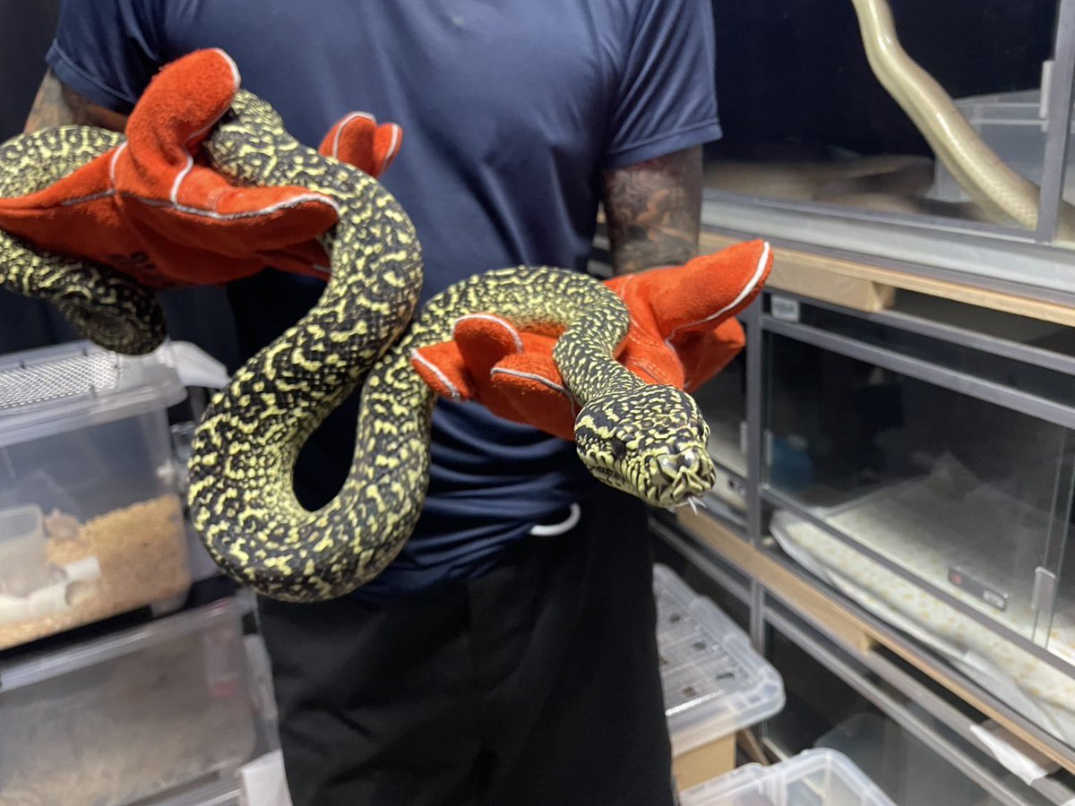 GDB6335's tweet image. 気性が荒すぎるゼブラ
#カーペットパイソン
#carpetPython