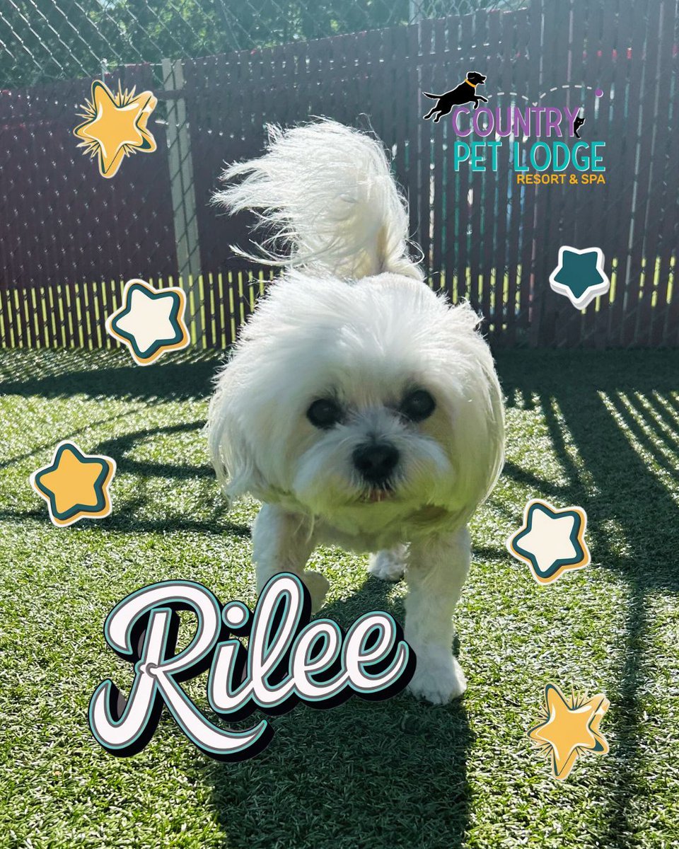 CountryPetLodge's tweet photo. ✨ Rilee is twinkling like a Saturday superstar! 🌟 This happy Shih Tzu is spreading starry vibes all over Country Pet Lodge Resort & Spa today. 💫 With a wagging tail and a shining smile, he’s ready to sparkle through the weekend! ⭐️
#Rilee #ShihTzuStyle #CountryPetLodge https://t.co/QJQP5MyoMU