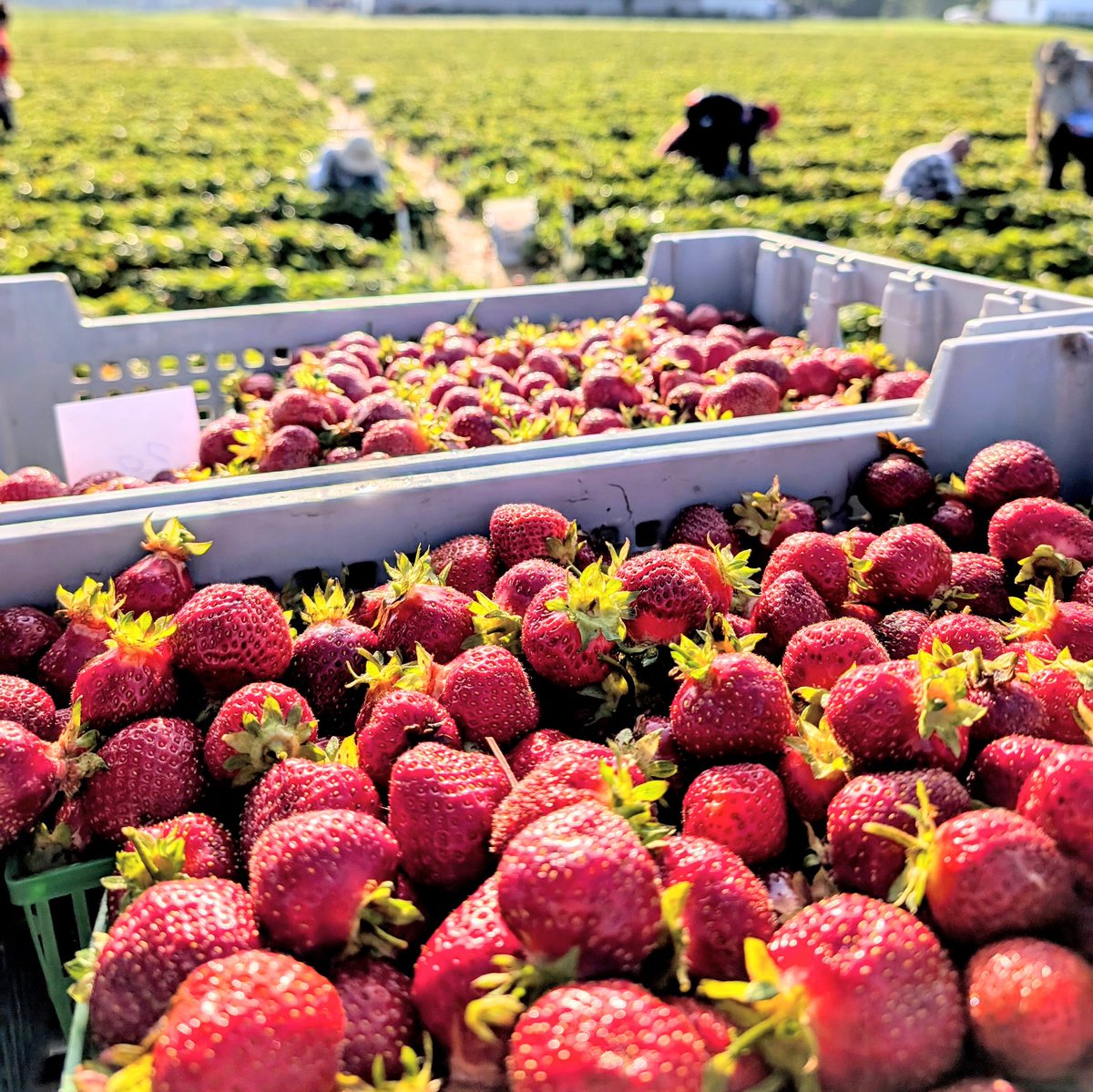 Open at 8:30am today with strawberries for U-Pick and at our market.

Closing time is noon for U-Pick and 4pm at our market, but we are expecting big crowds, so may sell out early. We will post updates if this is the case.