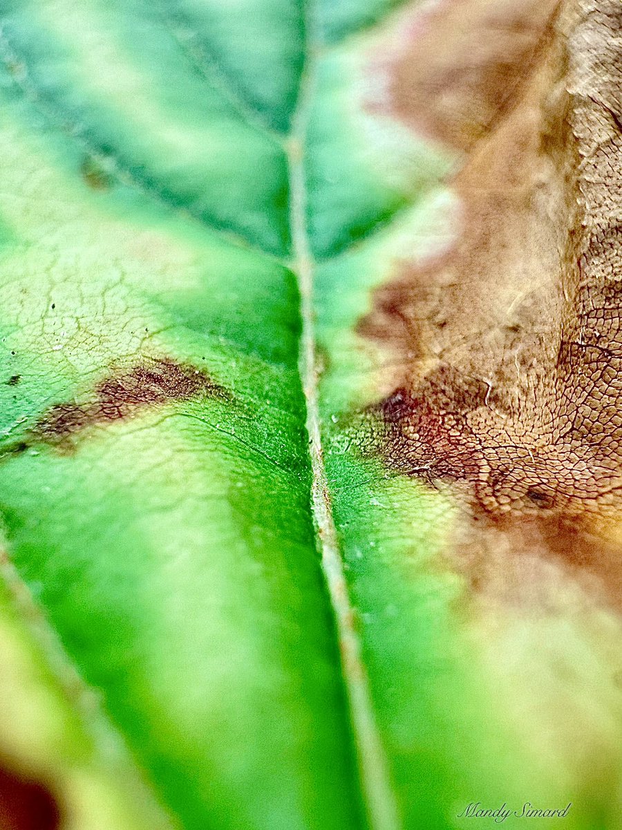 Mandy Simard tweet media