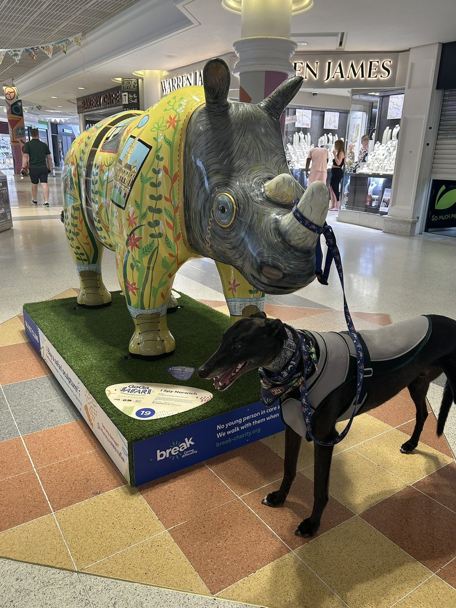 DukeHound16's tweet image. I’m on safari in Norwich @wildinart the safari is rather warm so we won’t get to see all of them as planned. I may have become mums assistance dog to visit some shopping centres 🦒🦏🦍🐘🦁