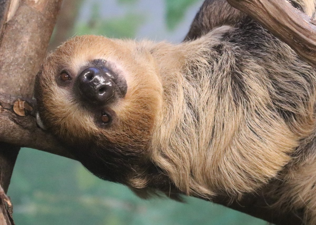 If you see this sloth today at #StoneZoo, wish her a happy birthday. Lunesta sloth is turning 21! 🦥
