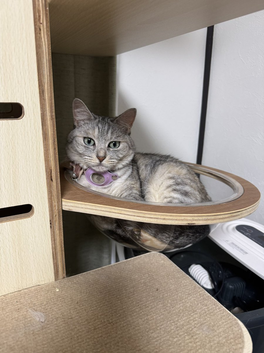 らむちゃんが透明ドームに入るようになると夏を感じる