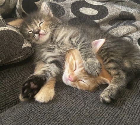 Kitty archives ♡ (@puppierz) on Twitter photo 