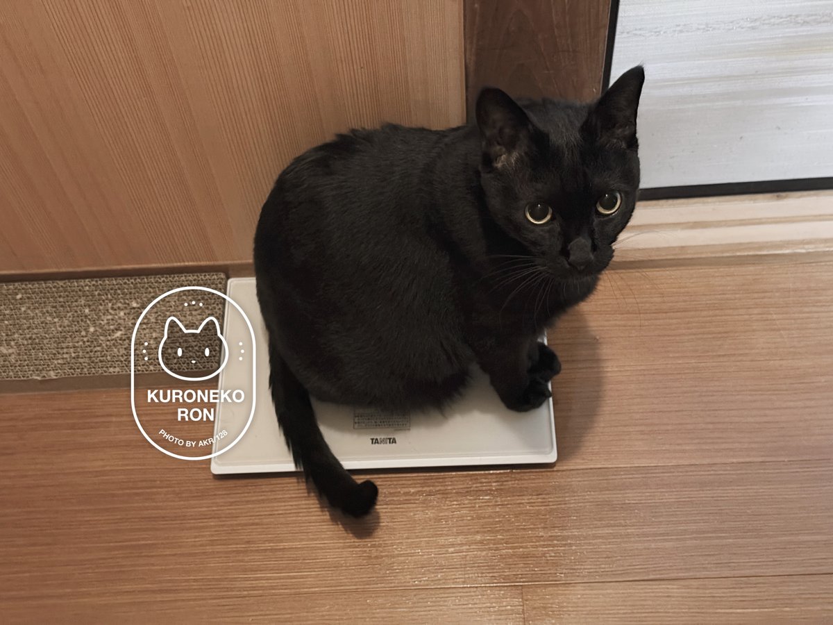 くろねこ＊ページ 51BFRdzzZCL._AC_SY200_QL15_.jpg
