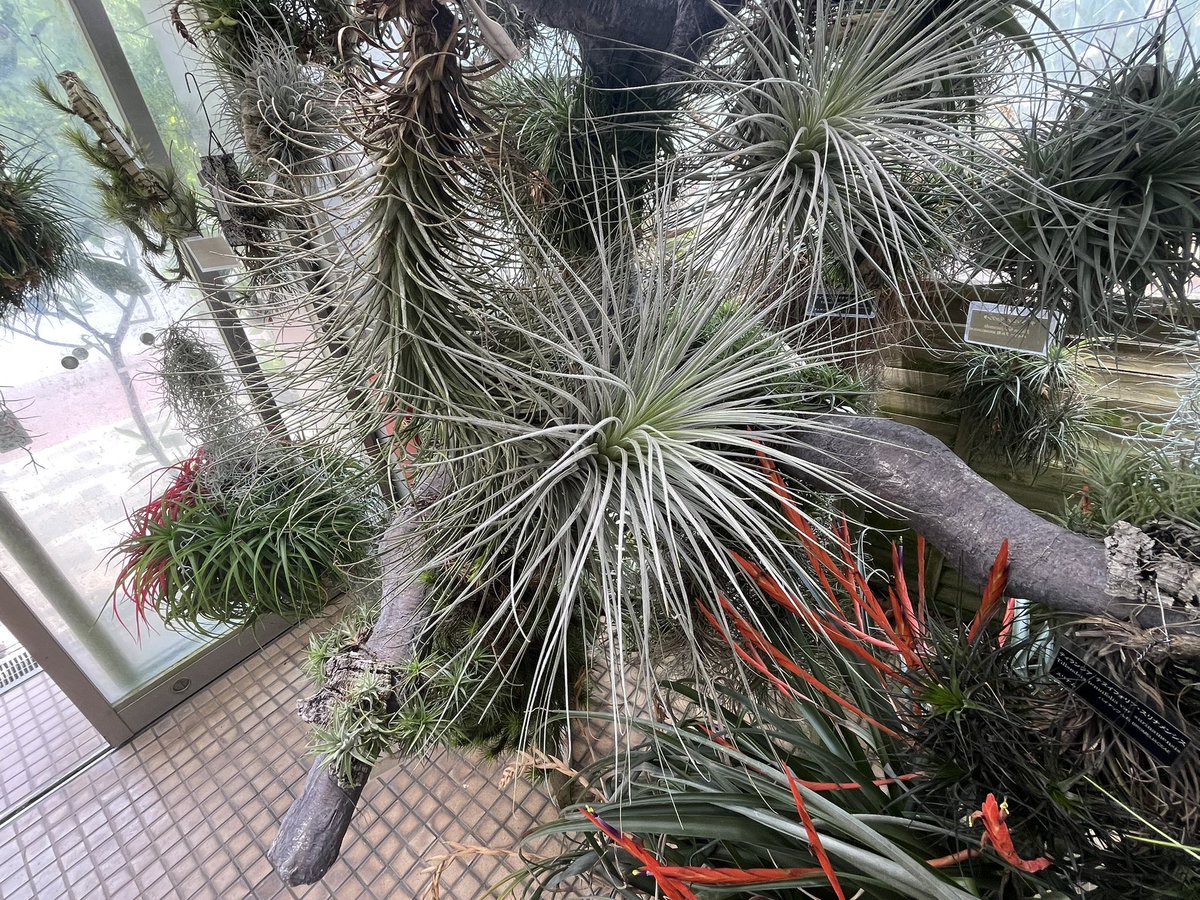 73KRayZu's tweet photo. 筑波実験植物園の温室入り口のストレプトフィラとテクトラム 🍍✨🌀🏺❄️ 可愛さと迫力を兼ね備えていてとても印象に残りました‼️🤩 2025/6/28
#ストレプトフィラ #テクトラム #チランジア #エアプランツ #streptophylla #tectorum #tillandsia #airplants https://t.co/cF8ZSyv5hN