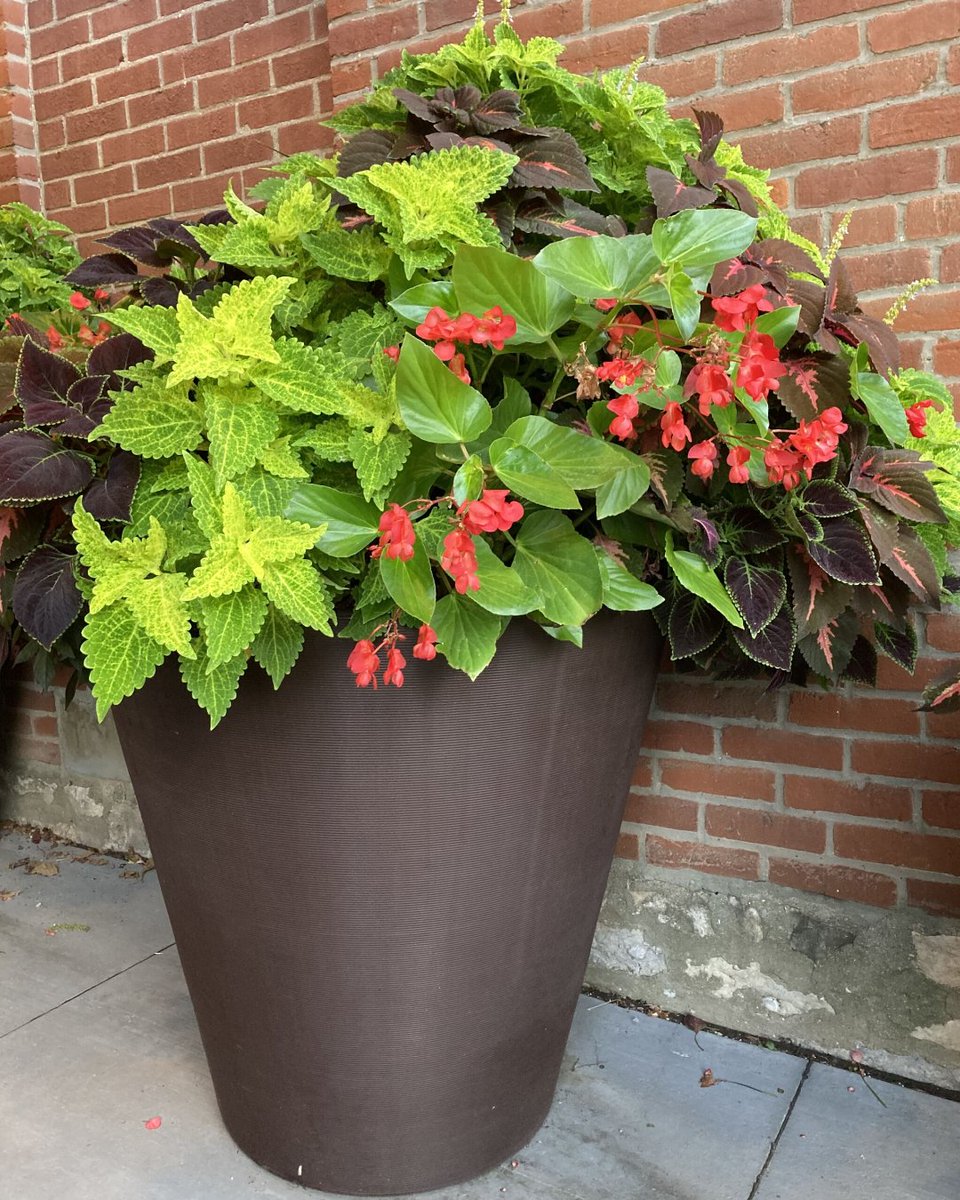 Madison’s in her flower era 💕 Overflowing with red blooms and timeless charm, she’s proof that classic doesn’t mean boring. Just a little sunshine, a lot of beauty, and a planter that knows how to glow up. 🌸