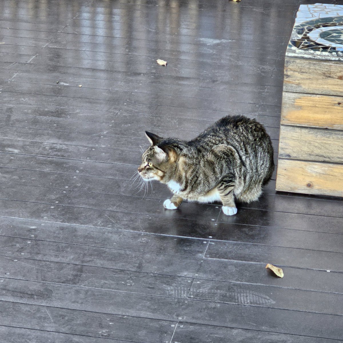 dalbomom's tweet photo. 😺😼🙀 https://t.co/SFwukH8vmp