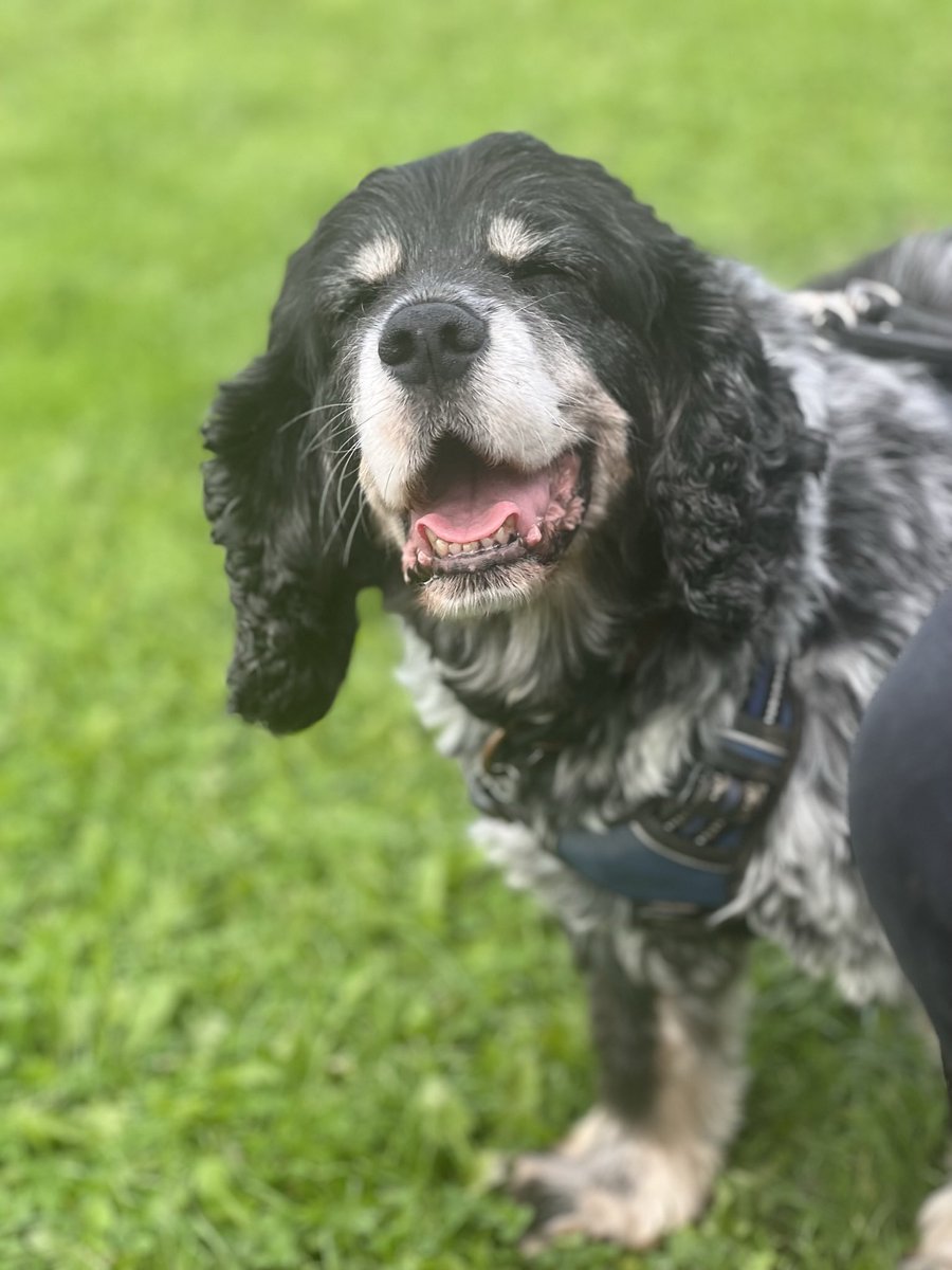 CancerDoggy's tweet image. Our beloved Jasper went for his final sleep this morning. Our hearts are broken. He was the centre of our world. A smile that guaranteed him sausages and lit up the world around him. He smiled until the end and did it his way. I’m not sure how we live life without him. Sleep…