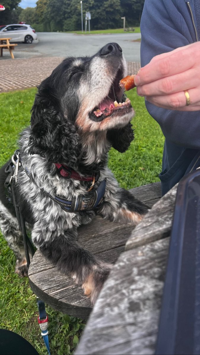 CancerDoggy's tweet image. Our beloved Jasper went for his final sleep this morning. Our hearts are broken. He was the centre of our world. A smile that guaranteed him sausages and lit up the world around him. He smiled until the end and did it his way. I’m not sure how we live life without him. Sleep…