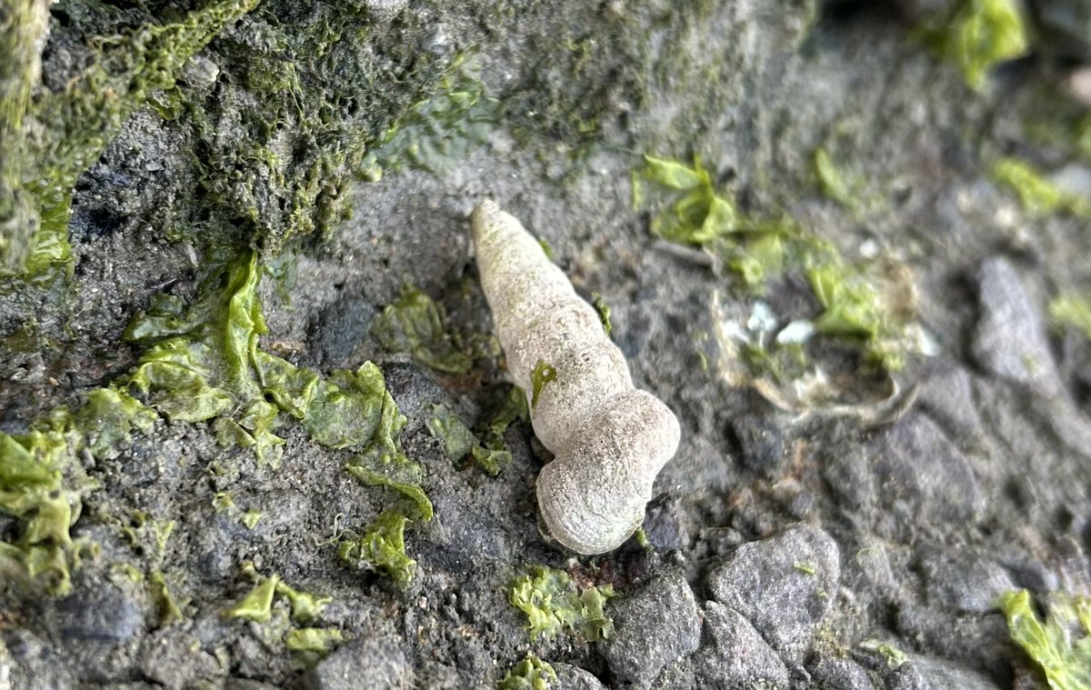 サンルーフが開いて上を見たら北海道の空にフトヘナタリ似の雲が浮かんでいた🚙🐚