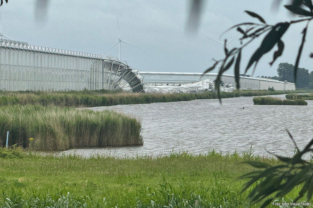 Instorting van tomatenkas bij Agro Care in Middenmeer