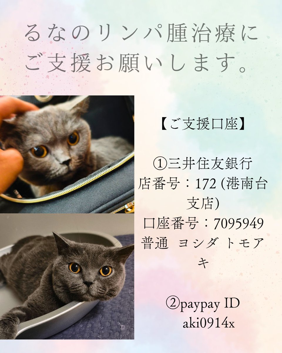 生後間もなくFIPに。寛解後は抗悪性リンパ腫と診断されました。
るなちゃん、まだ3歳になったばかりです。
保険にも加入できず、治療頑張っています。
皆様RTだけでも構いません。
僅かな金額でも構いません。
どうか、ご支援・ご協力お願い致します。