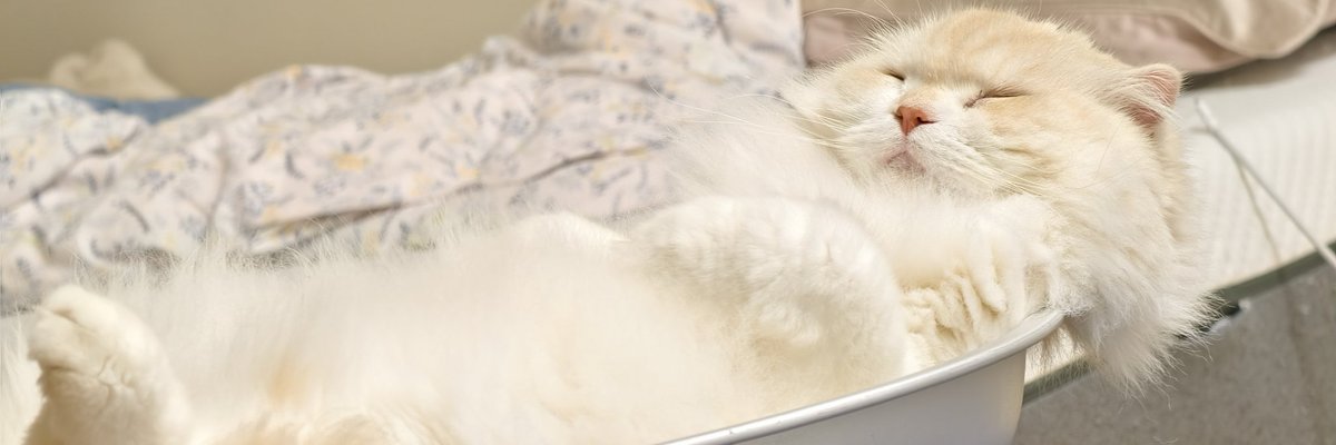 りんお兄ちゃんも寝ながらるなちゃんの事応援してるにゃ🐾
みんな可愛い妹に協力よろしくおねがいしますにゃ꜀(^. .^꜀  )꜆੭