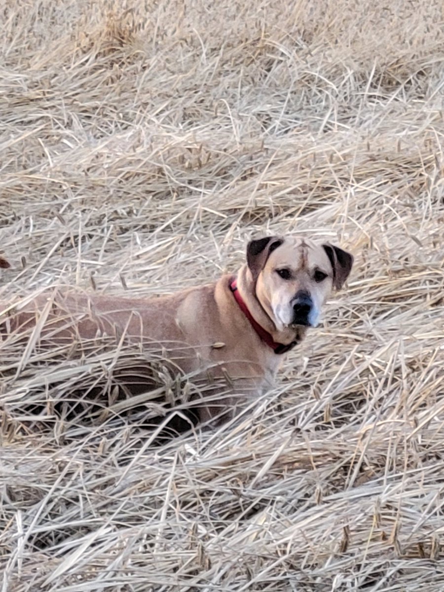 Does your farm dog go above and beyond? Nominations are open for the 2026 Farm Bureau Farm Dog of the Year contest! Winners fetch cash prizes, a year of Purina Pro Plan, and nationwide recognition. Enter by July 11, 2025! To enter and learn more, visit fb.org/initiative/far…