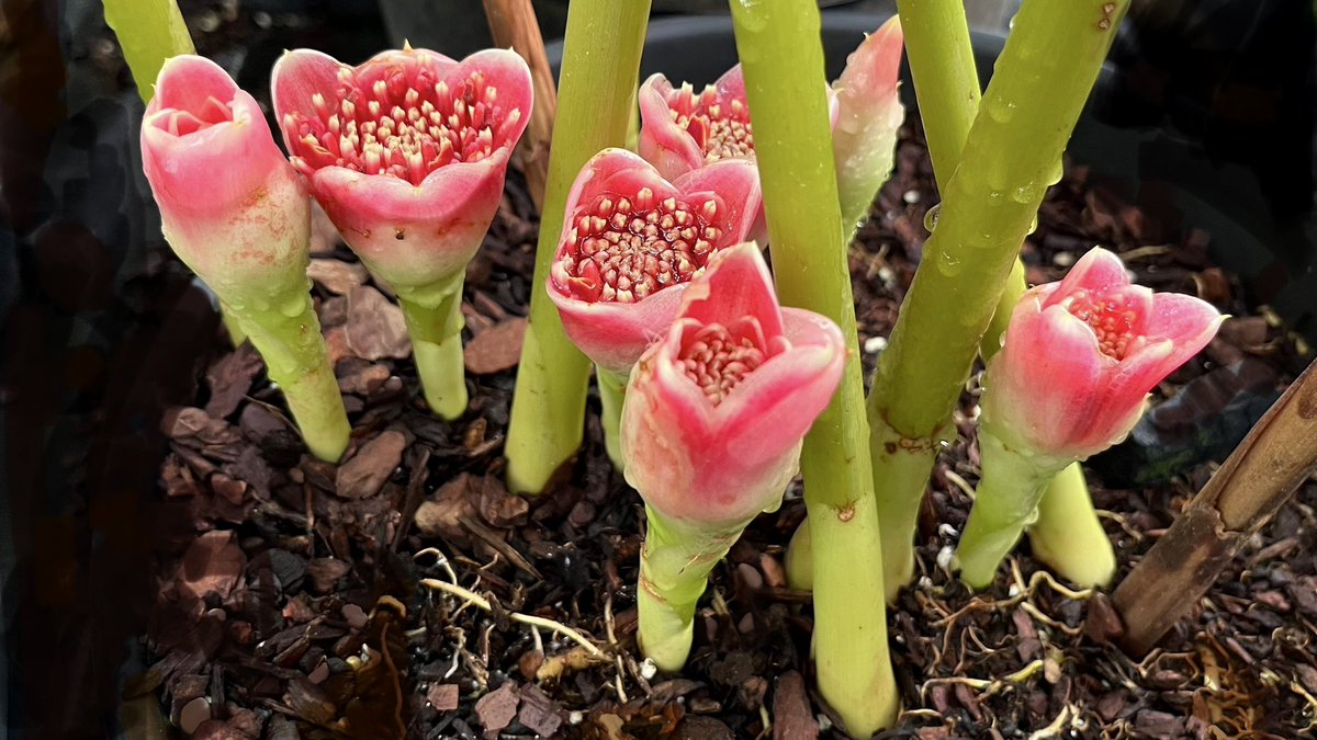 #GingerPlantOfTheWeek is #Etlingera minor flowering today in a glasshouse @rbgedinburgh #Edinburgh: data.rbge.org.uk/living/20040692 This species is endemic in the Mentawai Islands, Sumatra, Indonesia, where I it collected it in 2004.
