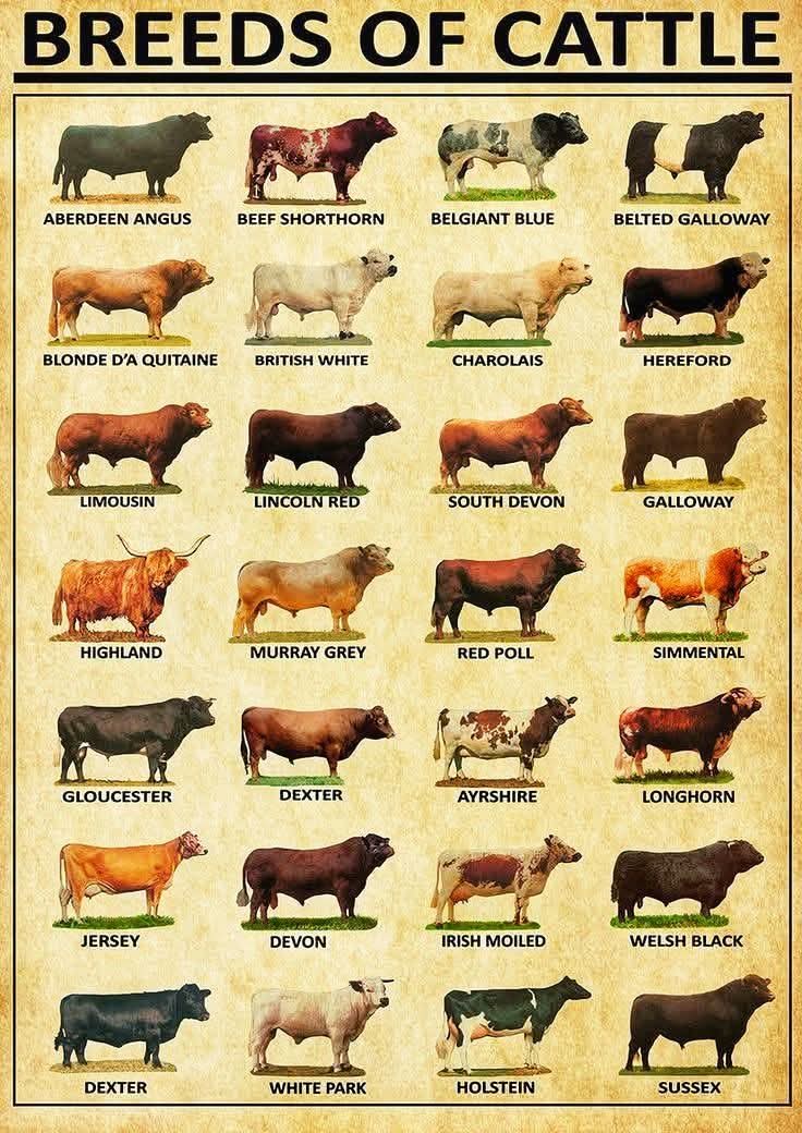 M4125H4's tweet image. Breeds of cattle