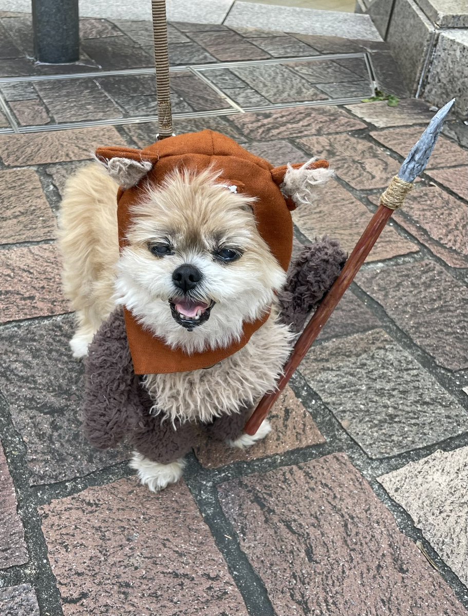 去年からイベントで会う度にお写真を撮らせて頂いてるdandanさん(<a href="/Dandan_xyz/">dandan</a> )のタビーちゃんともお会いできました！なんと今回は抱っこの栄誉を賜らせてもらって､ヘルメットの中で大興奮でした...☺️
#FORCESUMMIT