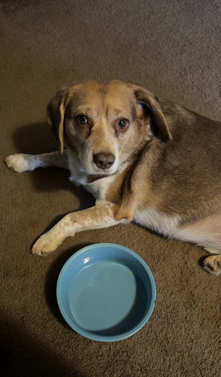 besgle's tweet image. Dashed Hopes 

#seconds?  #beagle