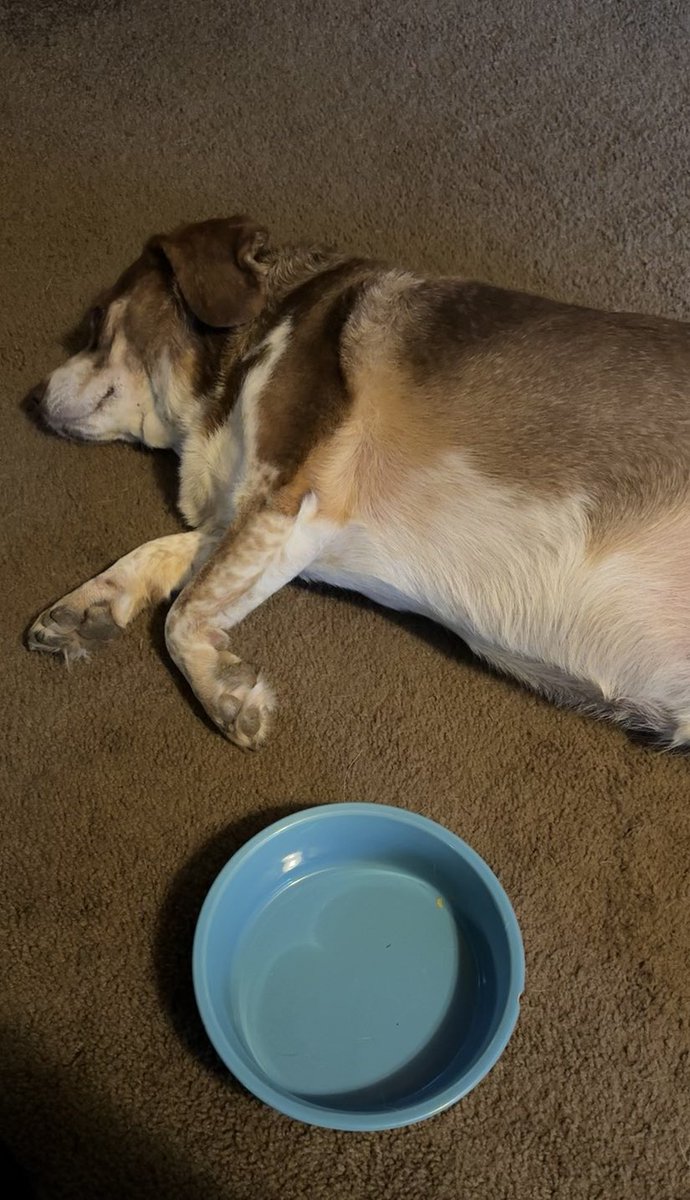 Dashed Hopes 

#seconds?  #beagle