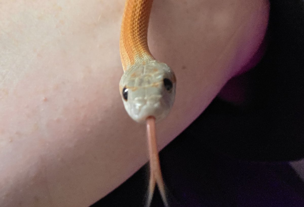 Foxxtrots 🦊🦊 tweet media