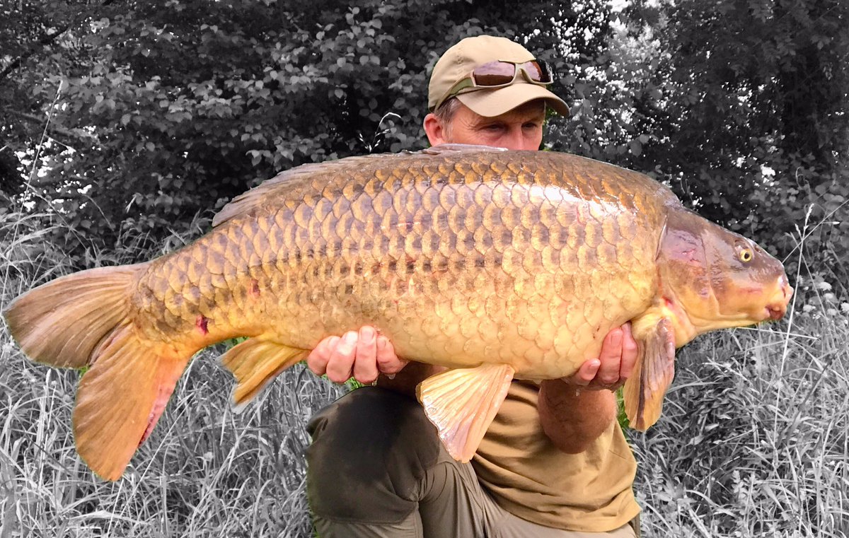 30lb-5oz!!
Love a river common…🐳💨💨
#bigladinfrance 
#bigcarpculture 
#lovelytimes 
#mtcbaitsoffical