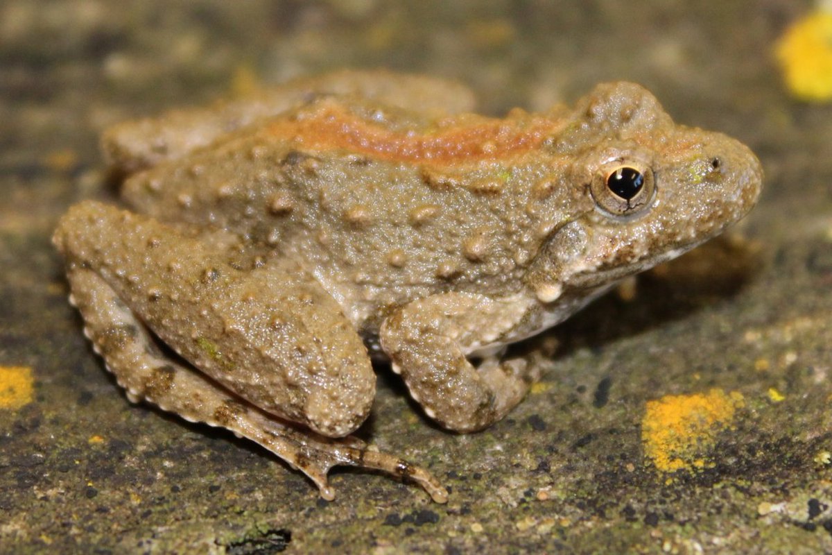 SkyBlue__Two's tweet photo. The Blanchard cricket frog can no longer be found in Canada and is threatened in MI & MN, and endangered in WI. #StopBill5 #environment
@MarkJCarney @fordnation @environmentca @ToddJMcCarthy
📷Drew R. Davis https://t.co/SCv8Wrt0uR
