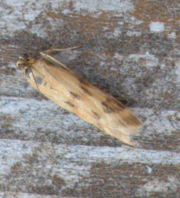 mvj55's tweet photo. A few micros from midweek on the Gwent levels. Syncopacma sp, Donacaula forficella, homoeosoma sinuella and Acleris forsskaleana...I think #gwentmoths @sambbryo https://t.co/CQtxl1XmMU