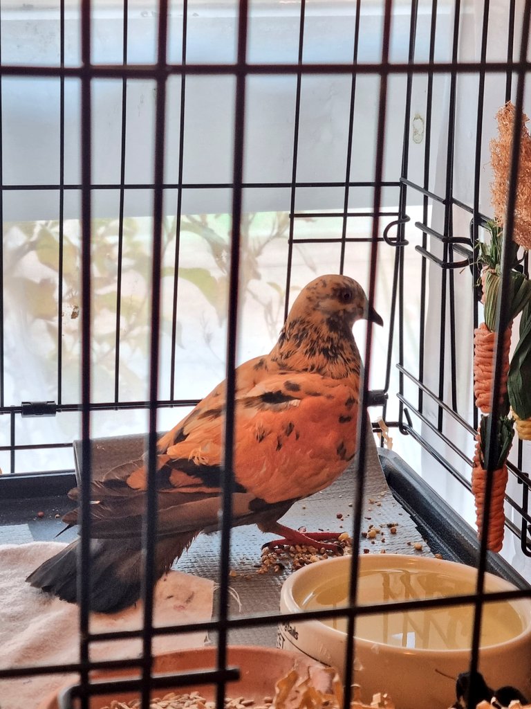 TeapotRooster's tweet image. Someone bleached this new pigeon that showed up at my local feral flock so I took them home. She&apos;s not skittish of me after a few days and I&apos;m starting to enjoy her presence.