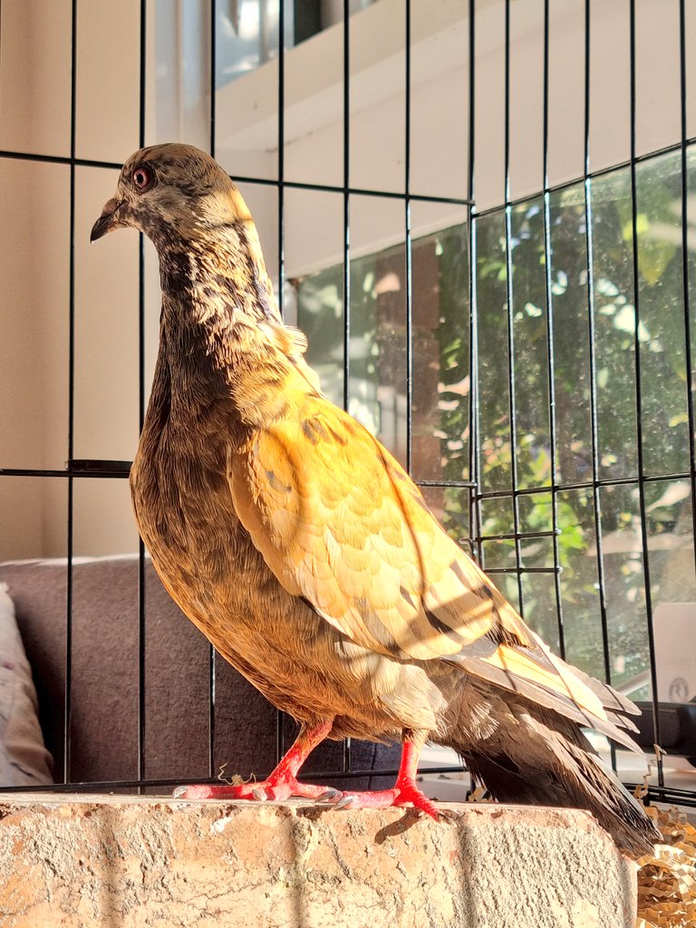 TeapotRooster's tweet image. Someone bleached this new pigeon that showed up at my local feral flock so I took them home. She&apos;s not skittish of me after a few days and I&apos;m starting to enjoy her presence.