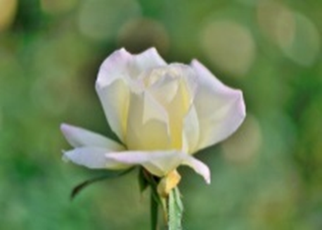 "Bir anlık zillet, bir ömürlük izzete tercih edilmez. " Hz. Ali