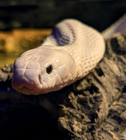 amphibianfound's tweet photo. While learning how to handle venomous reptiles may sound daunting, AF's Venomous Training and Certification Program is here to help turn #FeartoFascination for learners 18+! Follow the link below to register for our upcoming in-person July 5-6 workshop!
https://t.co/M4UV0guVwa https://t.co/hEJeE8kpkk