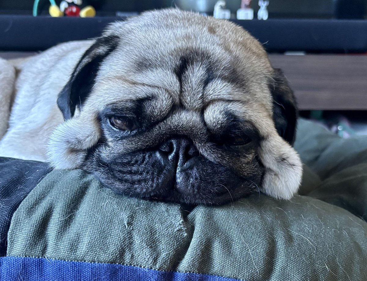 ほっぺどうちたの？🤣

#pug #パグ