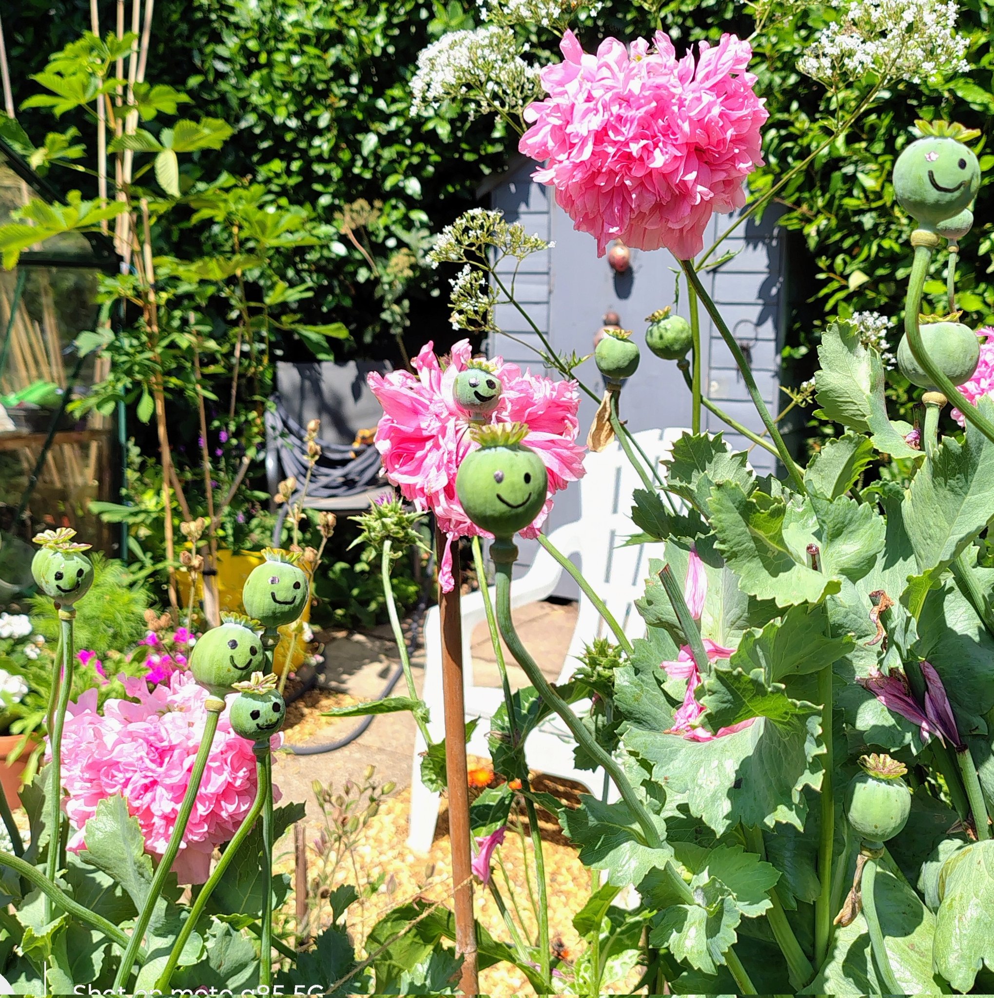 ジョアン アイザック「flower Garden french Poppies」 Amazon.co.jp: 人気画家 ジョアン アイザック(Joanne Izaac