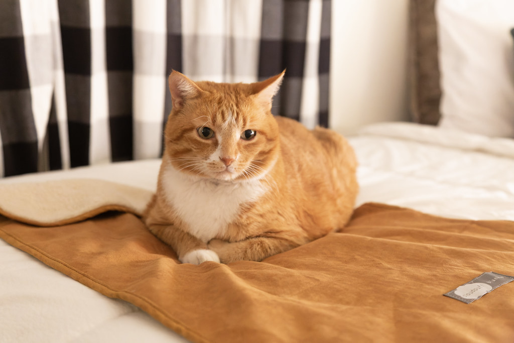 ☀️ Pet Tip #3: Work on placement Training - Dogs, and even cats, can be trained to go to a designated space, like a blanket. On busy holidays with guests or new destinations, placement training is especially helpful for door-dash prevention. The basics include using a marker word