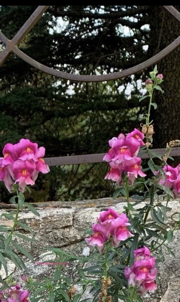 "Gli alberi tessono il vento 
e i fiori lo tingono di profumo"

✒️ Federico Garcia Lorca

📷 GerberArancio