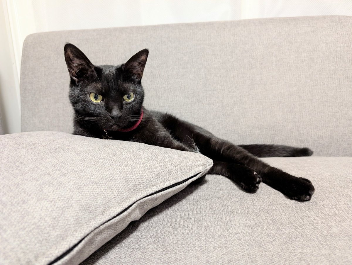 仔猫を拾ったので on X: 