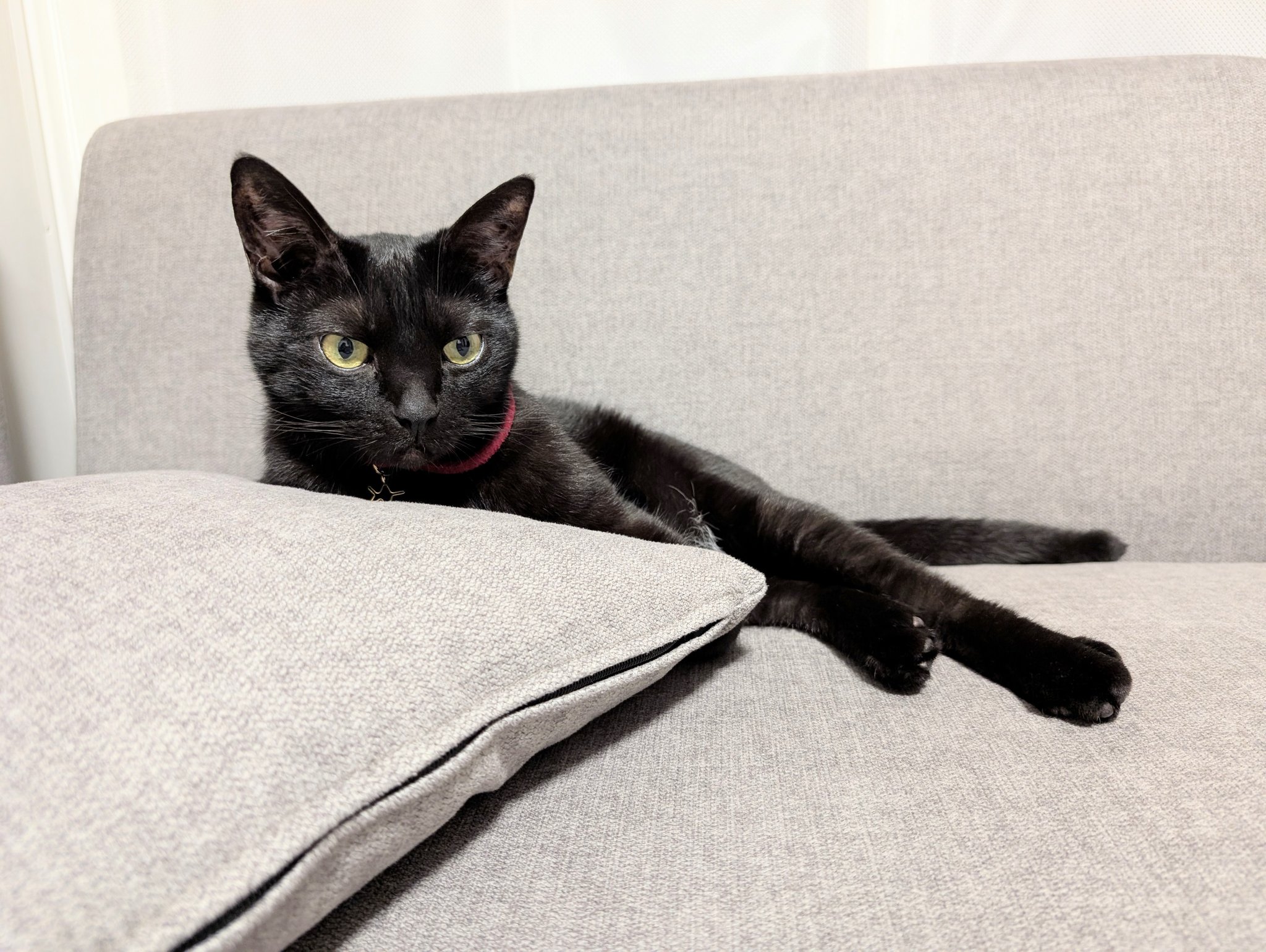 仔猫を拾ったので on X: 