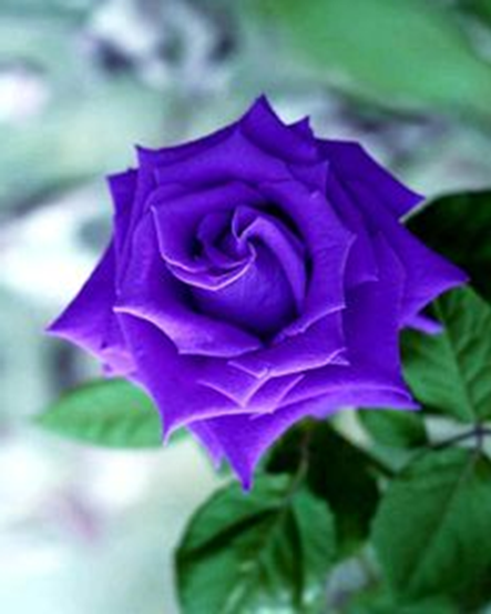 Kendin için razı olduğun şeye halk için de razı ol ki Müslüman olasın. Hz. Ali