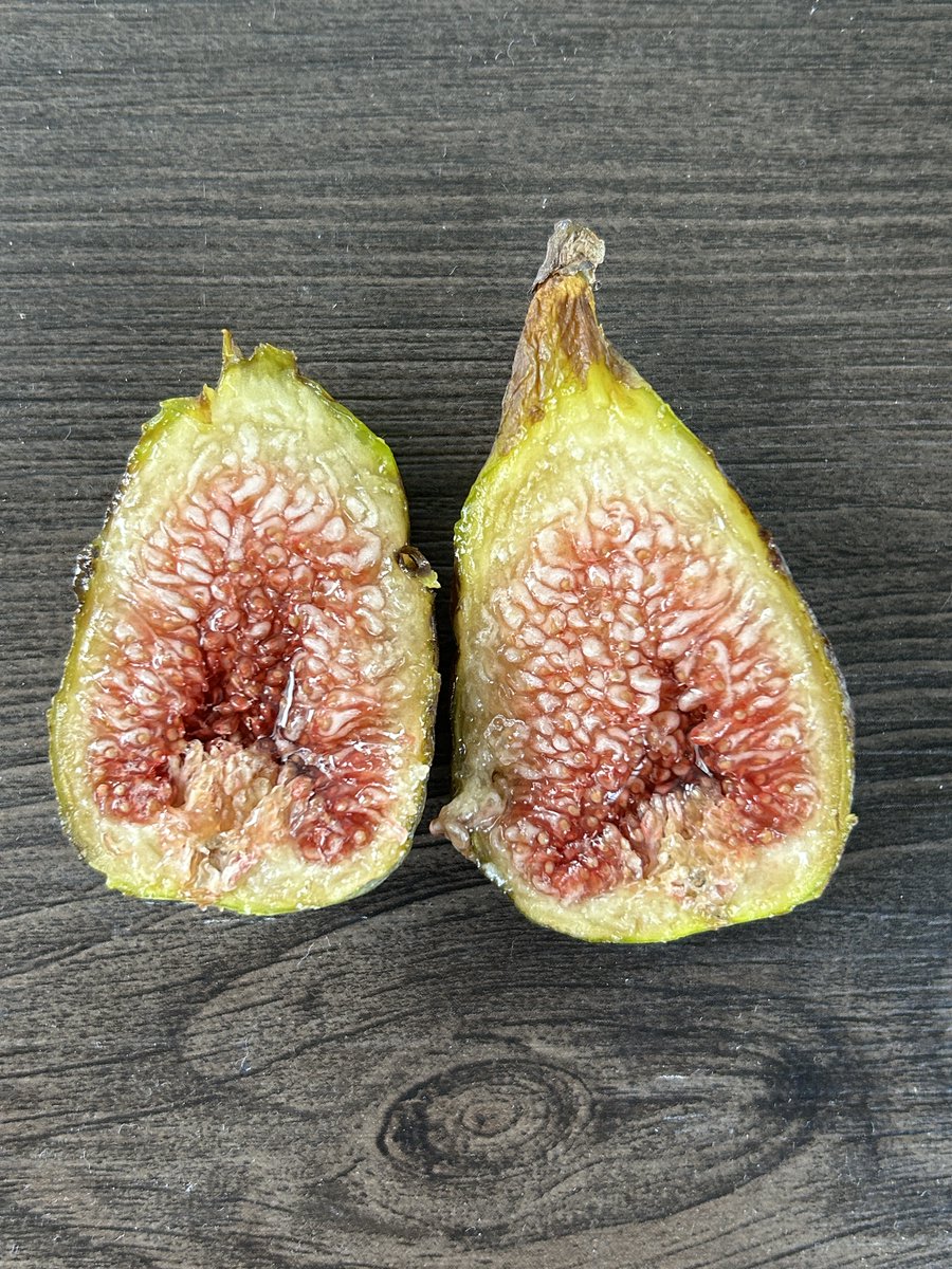 garden_fig's tweet photo. Bergunya (Breba)リベンジ収穫です。
雨で少し痛みましたが…前回とは違って甘味が強く、ベリーのような風味がありました😎
#いちじく #イチジクの木 #イチジク栽培 #夏果 #fig #figfruit #figtree #figs #breba https://t.co/U2eLwW4vXb